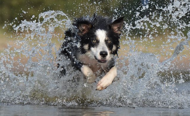 Border Collie springer i skogen
