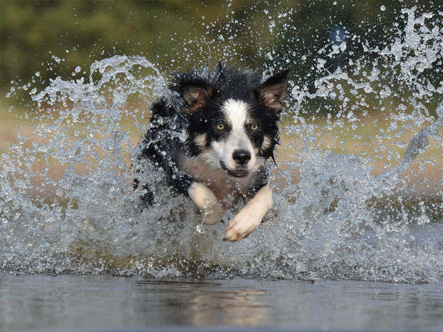 Border Collie springer i skogen