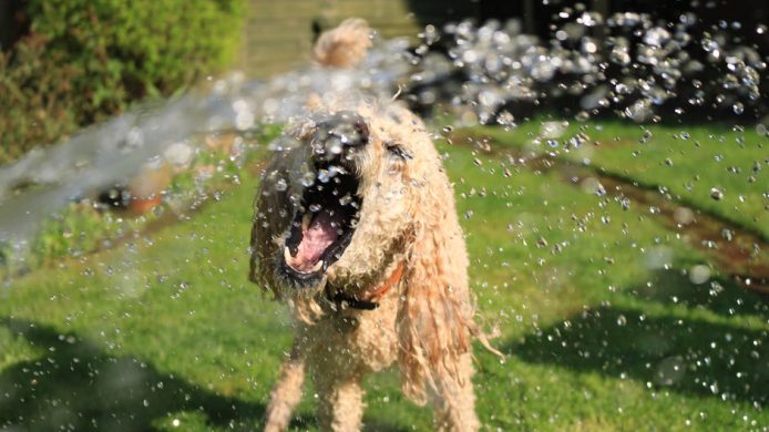 Hund under vannstråle