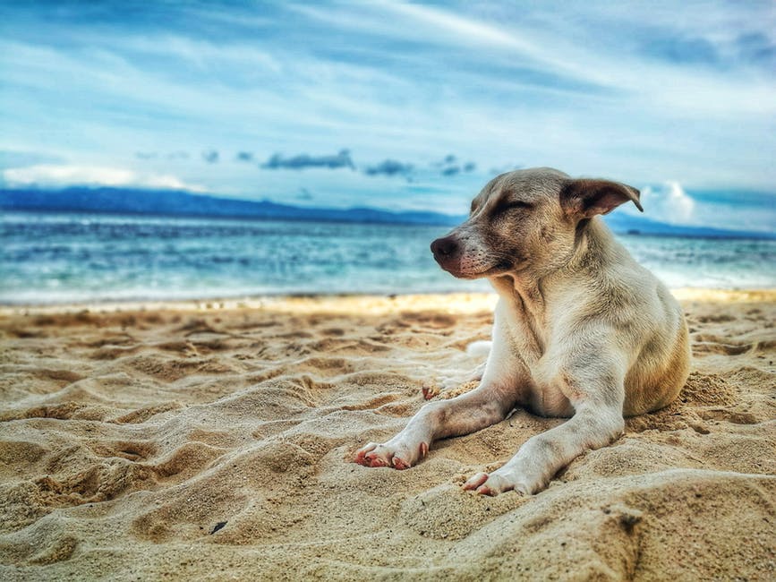 Hund som ligger på strand